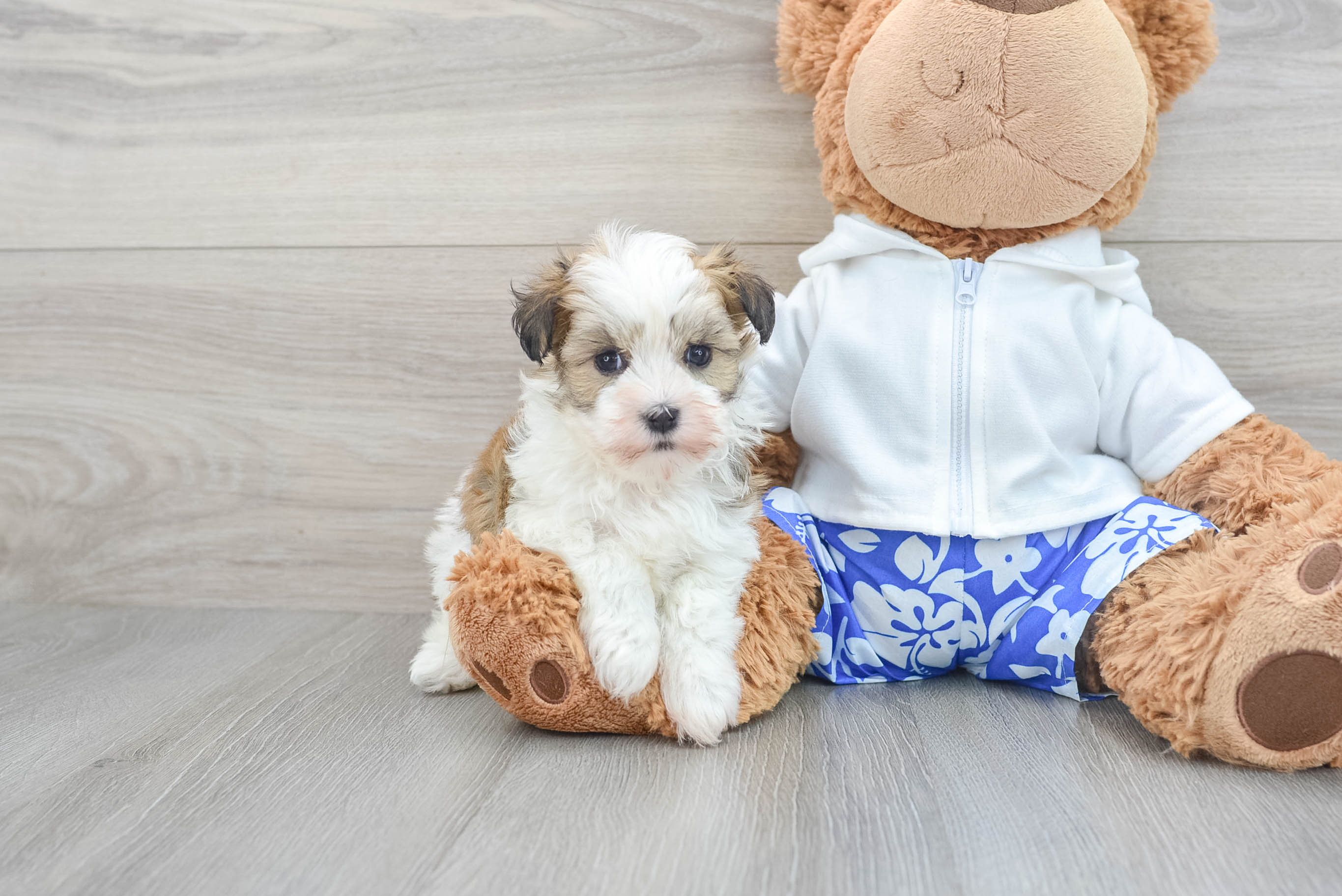 Havanese teddy bear hotsell puppies for sale