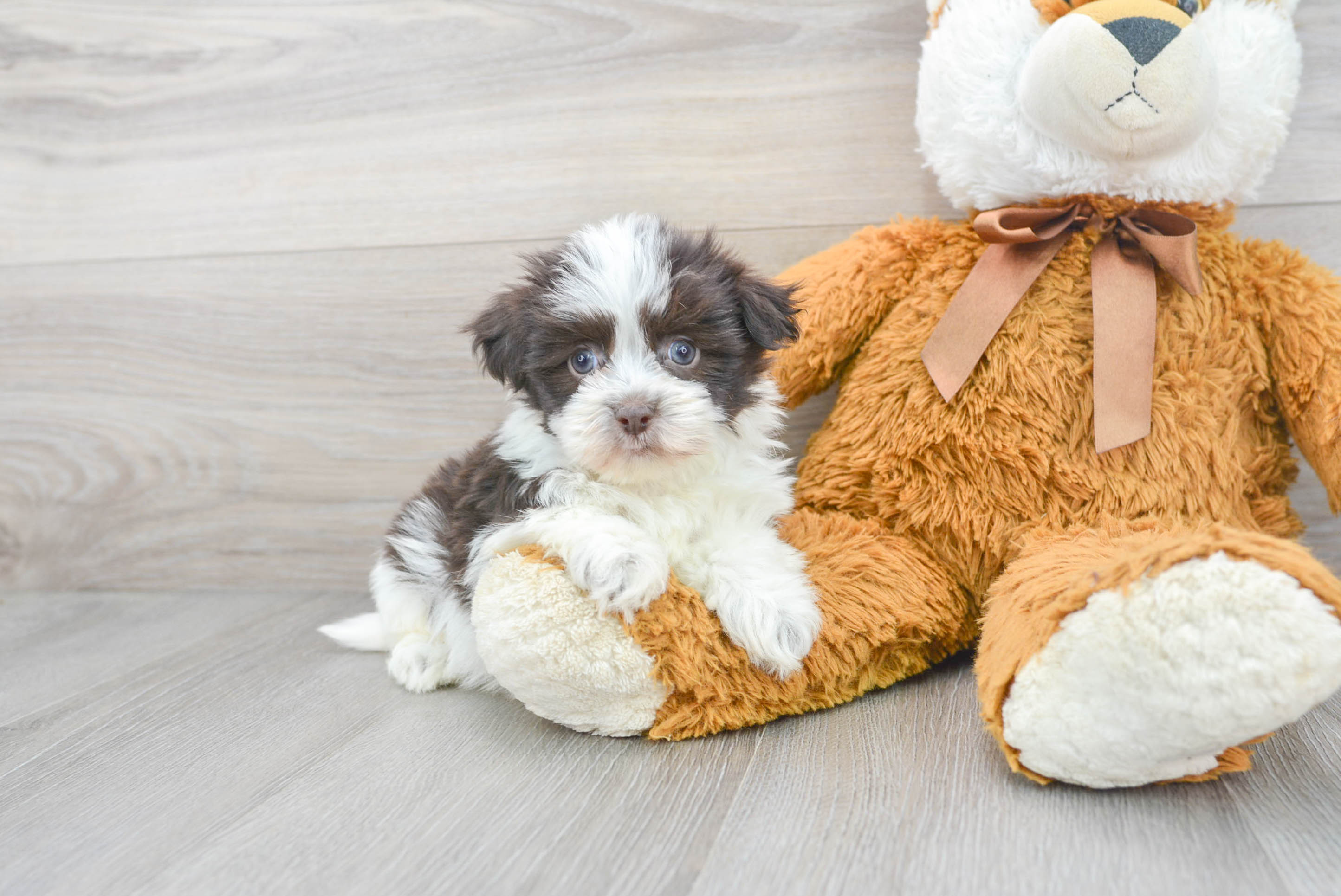 Toy havanese outlet puppies