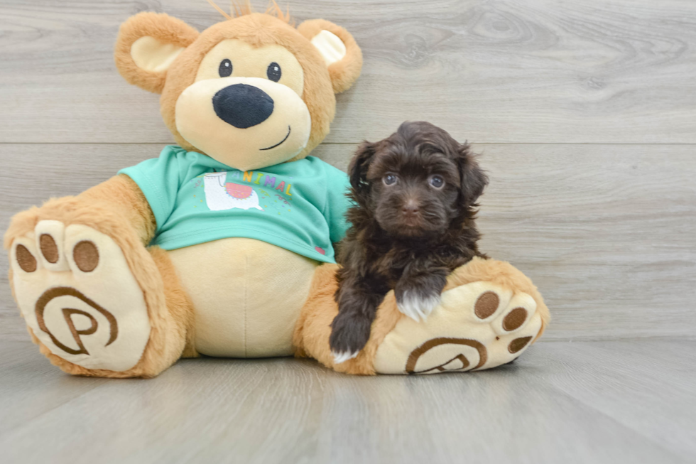 Small Havanese Purebred Pup