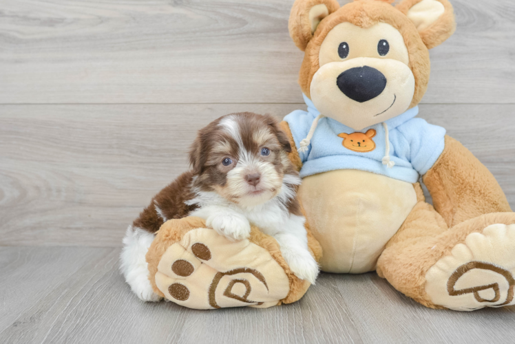 Havanese Pup Being Cute