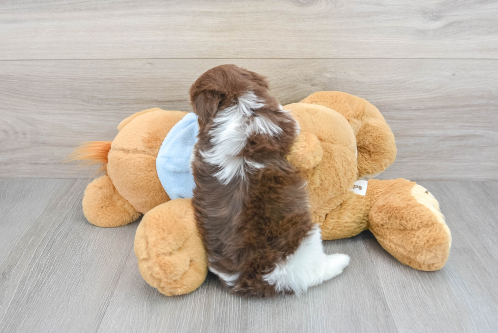 Cute Havanese Purebred Puppy