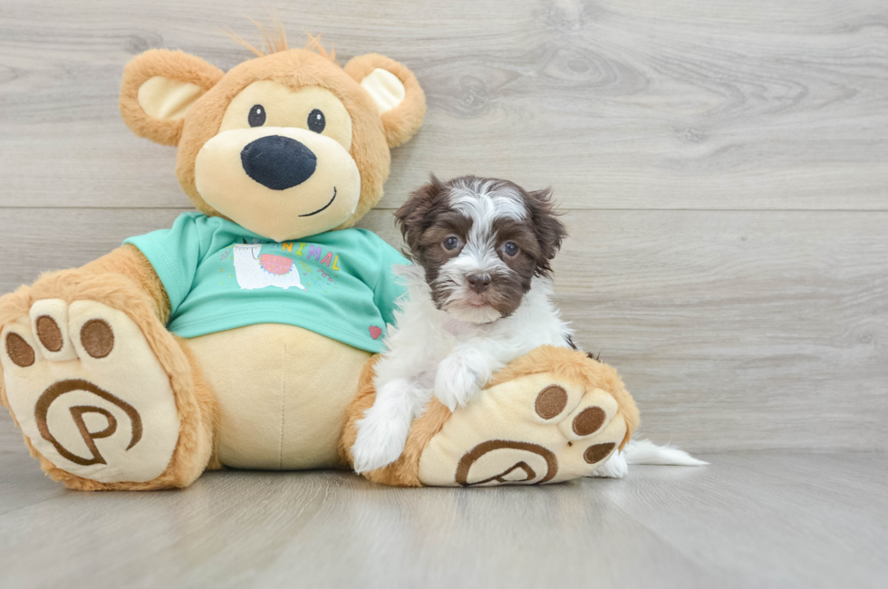 6 week old Havanese Puppy For Sale - Florida Fur Babies