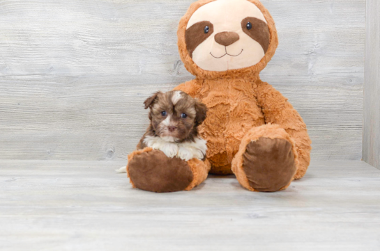 Cute Havanese Purebred Puppy