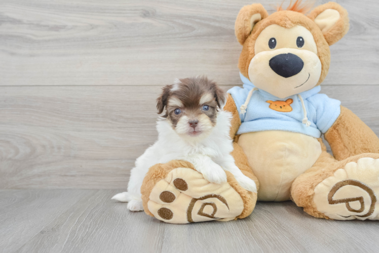 Energetic Havanese Purebred Puppy