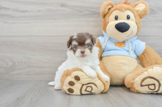 Energetic Havanese Purebred Puppy