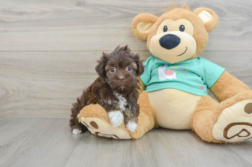 6 week old Havanese Puppy For Sale - Florida Fur Babies