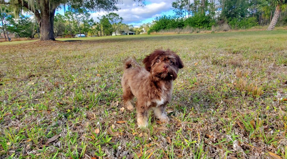 Best Havanese Baby