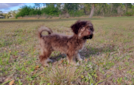 Havanese Puppy for Adoption