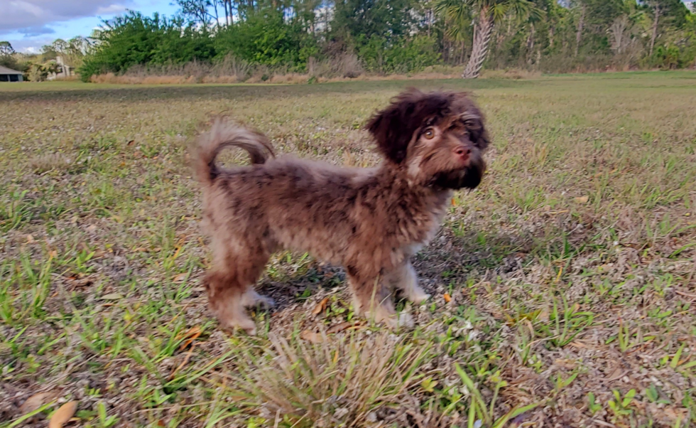 Havanese Puppy for Adoption