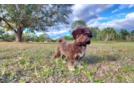 Best Havanese Baby