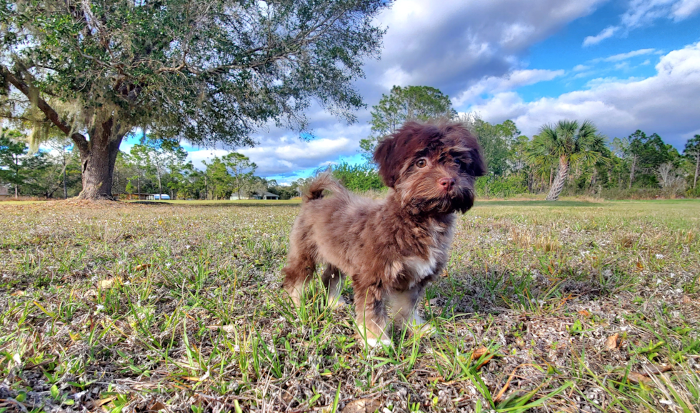 Best Havanese Baby