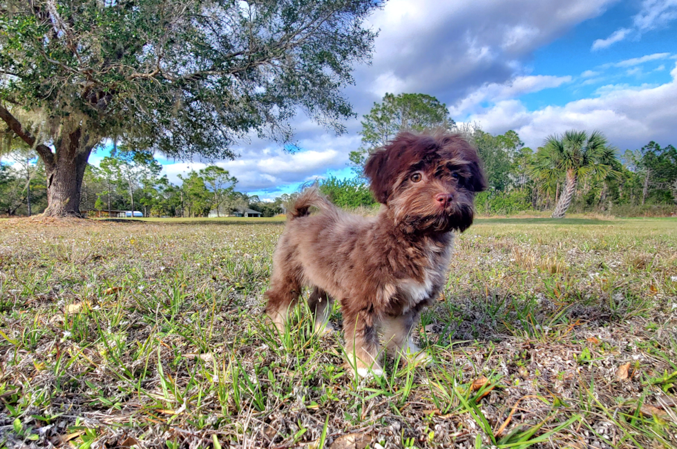 16 week old Havanese Puppy For Sale - Florida Fur Babies