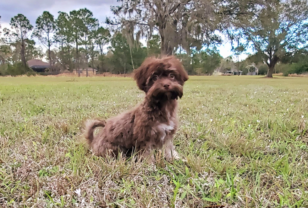 Best Havanese Baby