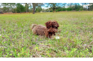 Cute Havanese Purebred Pup