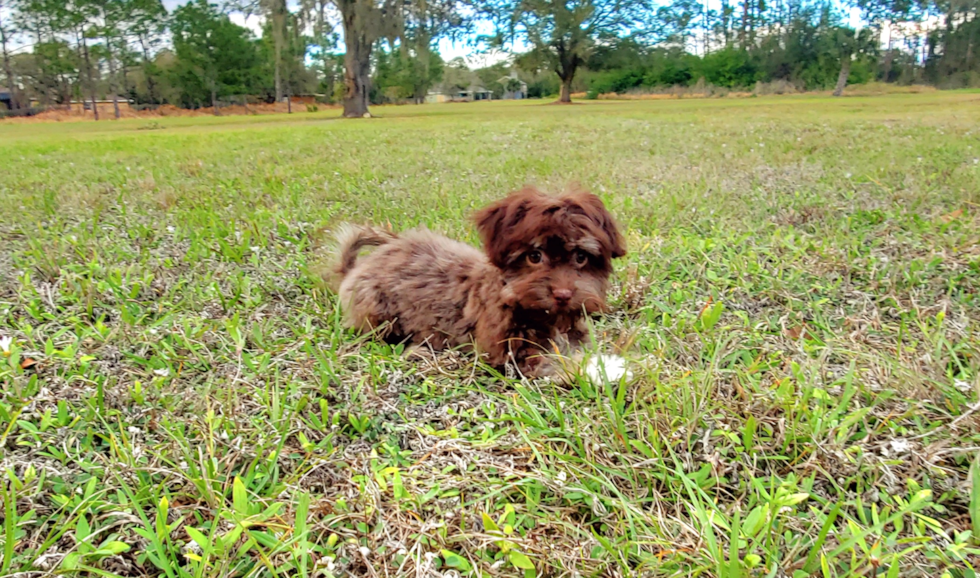 Cute Havanese Purebred Pup