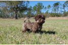 Cute Havanese Baby