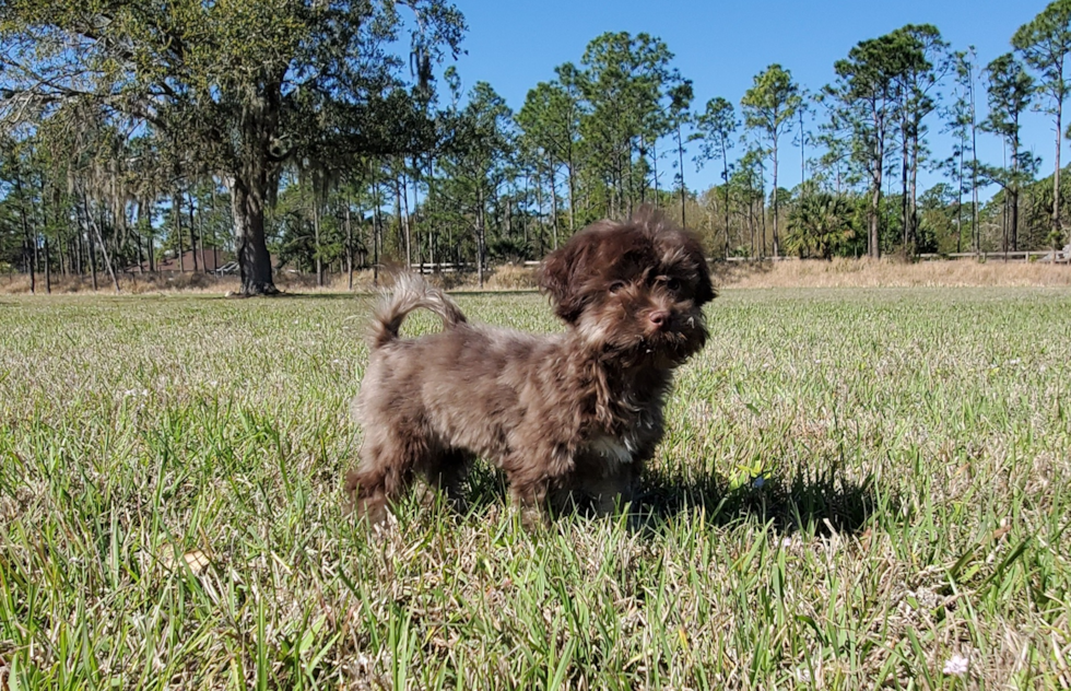 Cute Havanese Baby