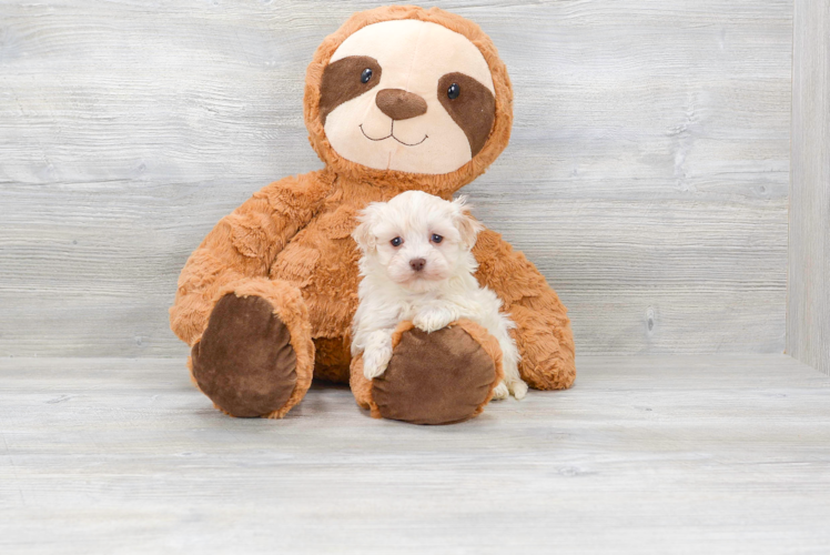 Meet Star - our Havanese Puppy Photo 1/4 - Florida Fur Babies