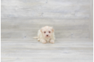Meet Star - our Havanese Puppy Photo 3/4 - Florida Fur Babies