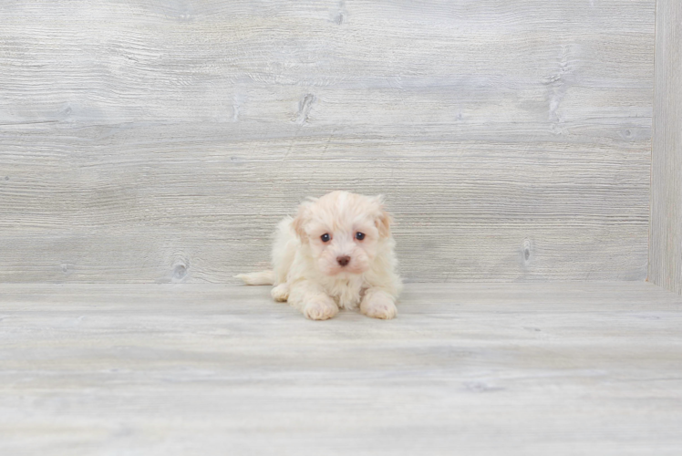 Meet Star - our Havanese Puppy Photo 3/4 - Florida Fur Babies