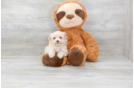 Meet Star - our Havanese Puppy Photo 2/4 - Florida Fur Babies