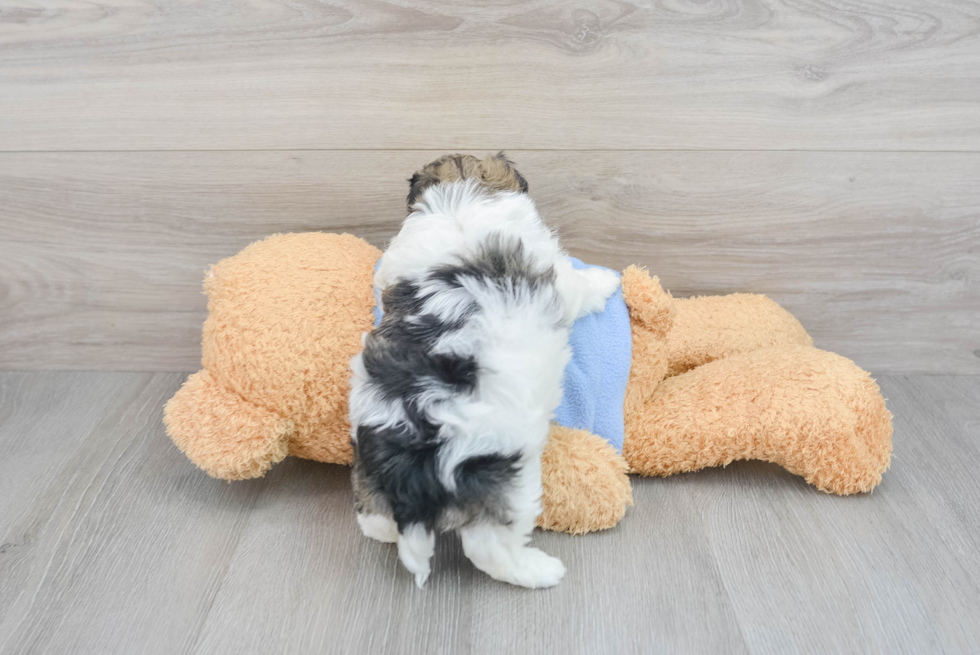 Havanese Puppy for Adoption