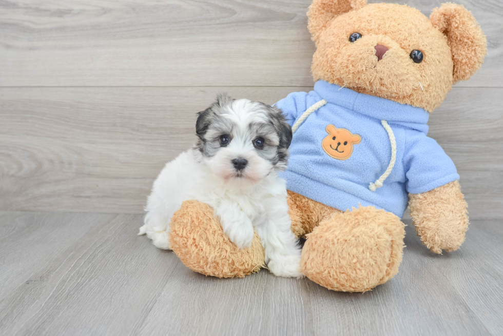 Happy Havanese Purebred Puppy