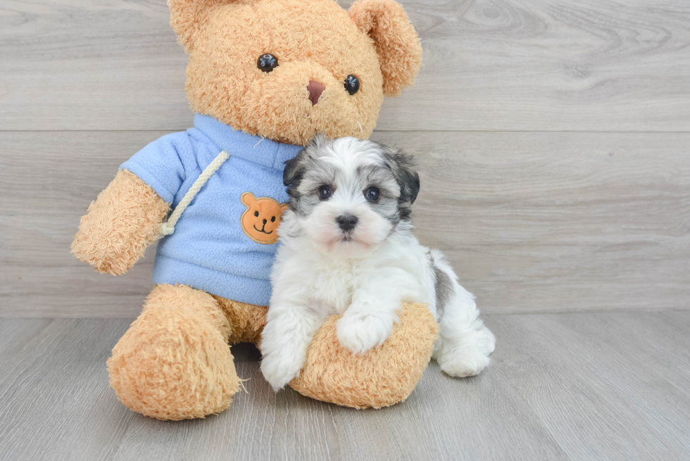 Best Havanese Baby