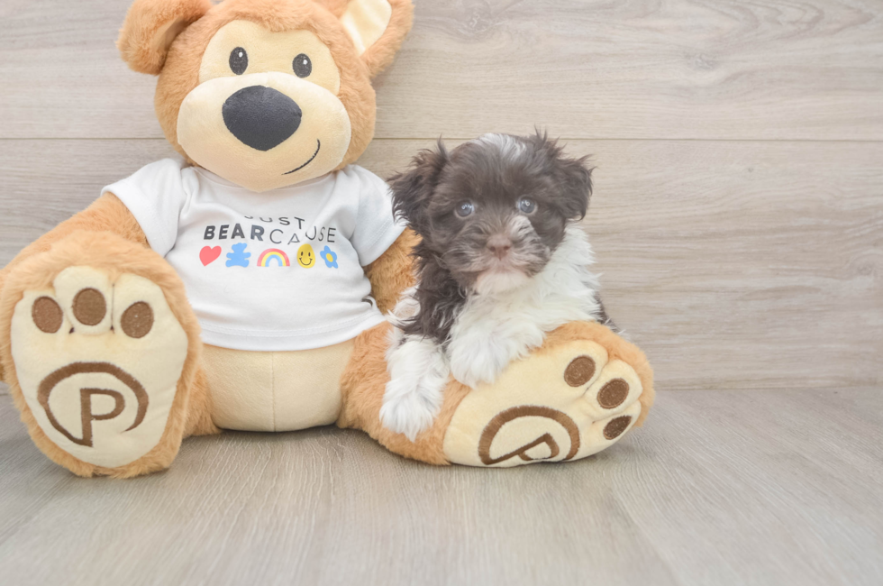 6 week old Havanese Puppy For Sale - Florida Fur Babies