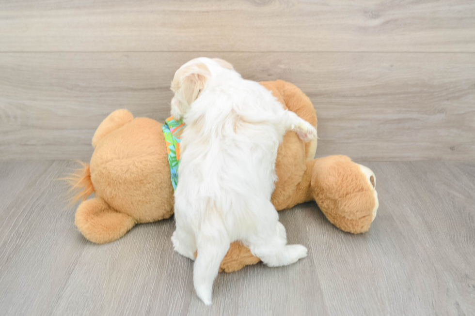 Energetic Havanezer Purebred Puppy