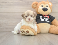 5 week old Havanese Puppy For Sale - Florida Fur Babies