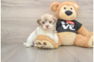 Best Havanese Baby