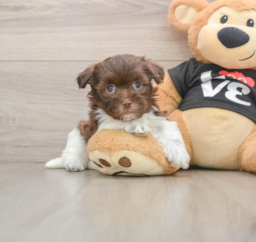 6 week old Havanese Puppy For Sale - Florida Fur Babies