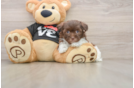 Havanese Pup Being Cute