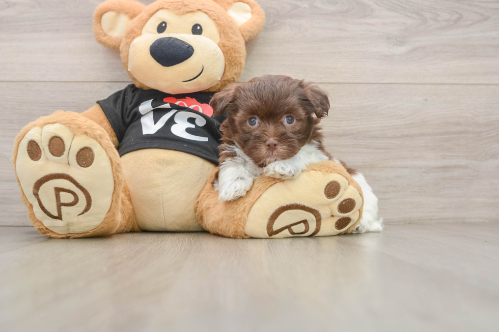 Havanese Pup Being Cute