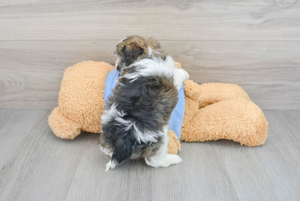 Little Havanese Purebred Pup