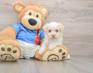 5 week old Havanese Puppy For Sale - Florida Fur Babies