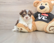 5 week old Havanese Puppy For Sale - Florida Fur Babies