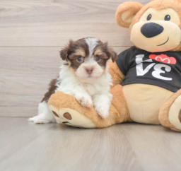 6 week old Havanese Puppy For Sale - Florida Fur Babies