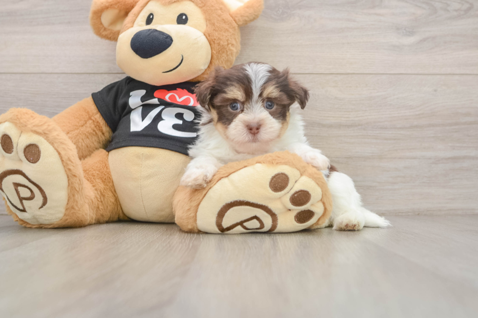 Best Havanese Baby