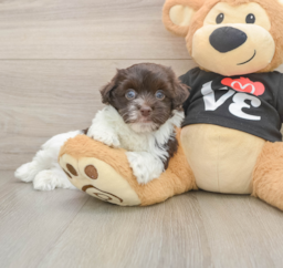 5 week old Havanese Puppy For Sale - Florida Fur Babies