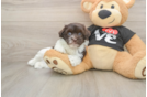 Akc Registered Havanese Purebred Pup