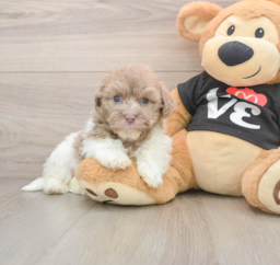 6 week old Havanese Puppy For Sale - Florida Fur Babies