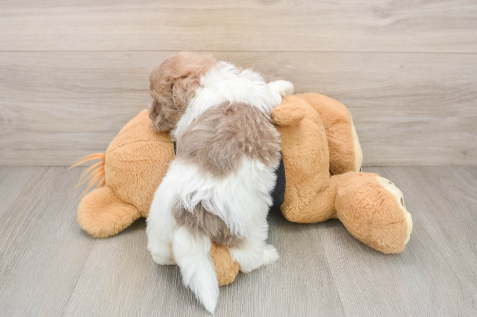Best Havanese Baby