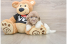 Havanese Puppy for Adoption