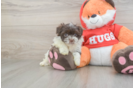 Havanese Pup Being Cute