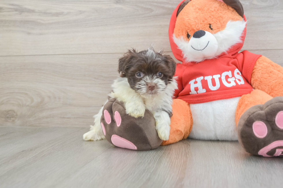 Havanese Pup Being Cute