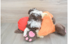 Havanese Puppy for Adoption