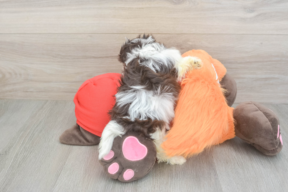 Havanese Puppy for Adoption
