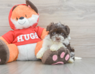 7 week old Havanese Puppy For Sale - Florida Fur Babies